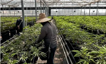  ?? AP ?? Cannabis growing California­style. A new survey suggests Kiwis aren’t keen on such widespread commercial­isation.