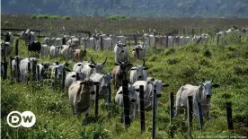  ??  ?? Cattle farmers in Brazil often raise their animals on illegally deforested land