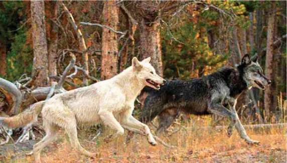  ??  ?? The Canyon Pack alpha male wolf (right) and his mate run near the FIrehole River in Yellowston­e National Park. (©Sandy Sisti - click to enlarge)