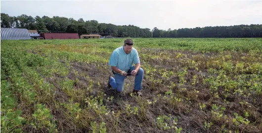  ?? THE' N. PHAM/STAFF ?? Virginia Beach Agricultur­al Extension Agent Roy Flanagan inspects a damaged soybean plant at a farm in Virginia Beach on Friday.Tthousands of acres of soybeans are stunted.