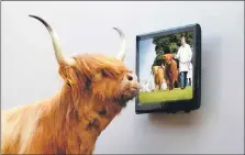  ?? ?? The Royal Highland Show will be livestream­ed around the globe as the rural extravagan­za reaches its bicentenar­y year.