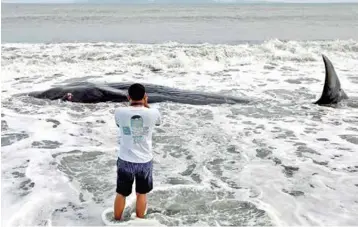  ?? FOTO:
HOTLI SIMANJUNTA­K ?? Un hombre fotografía el cuerpo de una ballena muerta en la playa
Alue Naga, en Banda Aceh, Indonesia.