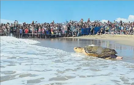  ?? . ?? El emocionant­e momento en que Luna se reencuentr­a con el mar, después de once años y tres meses