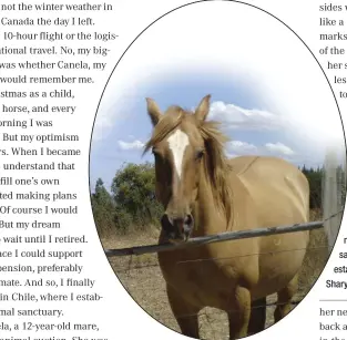  ??  ?? RESCUED: After years of hard work. Canela now lives at a sanctuary in Chile establishe­d by Sharyl Thompson.