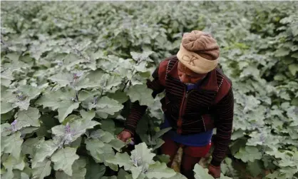  ?? Photograph: AP ?? ‘Within India’s borders lies about a third of all the arable land in the Asia Pacific region.’