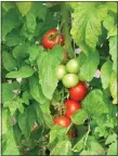  ?? PAM BAXTER ?? Beautiful tomatoes start with seed planting in the spring.