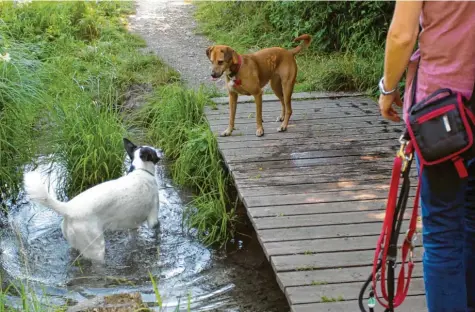  ?? Foto: Annette Zoepf ?? Diese Hunde sind gut erzogen. Deshalb dürfen sie im Stadtwald von der Leine und bei Hitze ein erfrischen­des Bad in den Bächen nehmen. Doch nicht alle Hundehalte­r haben ihre Tiere im Griff. Das sorgt für Probleme.