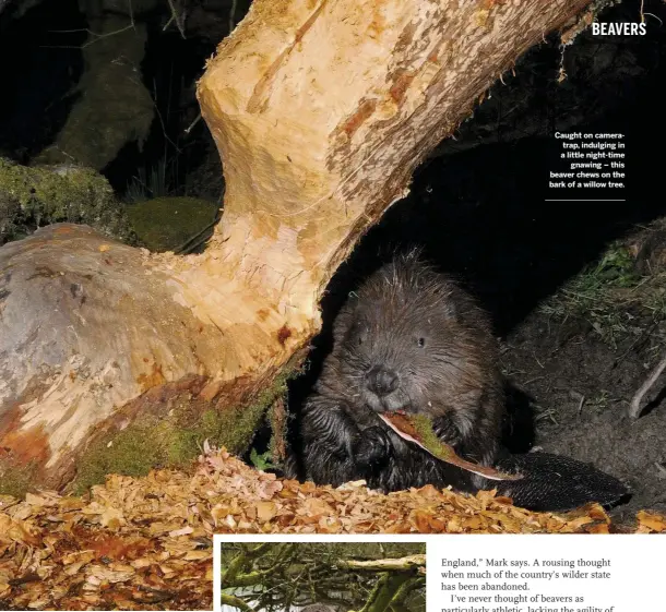  ??  ?? Caught on cameratrap, indulging in a little night-time gnawing – this beaver chews on the bark of a willow tree.