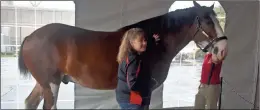  ?? / Lorene Parker ?? Anheuser-Busch brought a special treat to the employees at their Cartersvil­le brewery now celebratin­g it’s 25th anniversar­y in operation in Bartow County. This Clydesdale is part of a team that draw the brewer’s famous carriage in a variety of events.