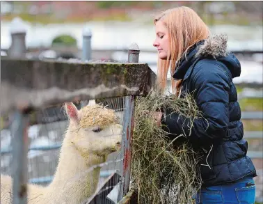  ?? SARAH GORDON/THE DAY ?? Tedi Smith of Salt Lake City, Utah, looks over the fence as she feeds an alpaca while visiting the Stone Bridge Farm in Griswold on Saturday.