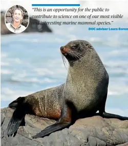  ?? ?? Incoming, there is a seal colony making a splash close to home and DOC is undertakin­g research to figure out why there have been so many peculiar sightings of the curious Kekeno or NZ fur seal.