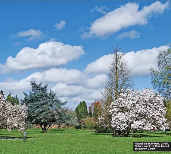  ?? ?? Magnolia in Bute Park, Cardiff. Picture sent in by Paul Tarrant of Rumney, Cardiff