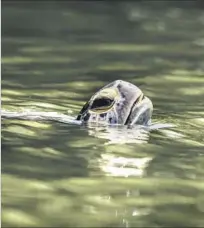  ?? Mark Boster Los Angeles Times ?? A TURTLE comes up for air. Scientists still don’t know how or when the creatures arrived in the San Gabriel River.