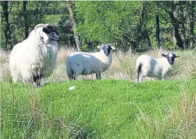  ??  ?? TESTING TIME: DNA analysis helps to inform the breeding performanc­e of tups and ewes