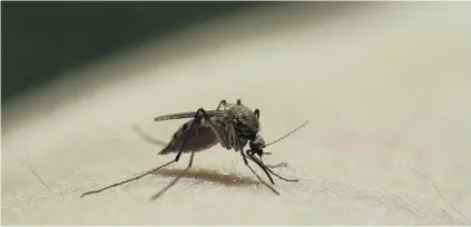  ?? PHOTO: GETTY IMAGES ?? Groundbrea­king . . . Researcher­s have found three ways to target mosquitoes and reduce the chance of catching malaria.
