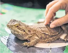  ??  ?? Norbert the bearded dragon from Squeals on Wheels gets some love.