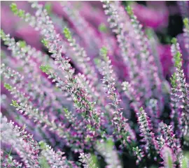  ?? — GETTY IMAGES FILES ?? It’s important to prune heather plants after they flower. Ensure that they are kept neat and compact.