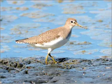  ?? Photo by Terry Stanfill ?? A solitary sandpiper looked for food along the muddy shoreline of SWEPCO Lake at the Eagle Watch Nature Area.