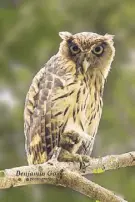  ??  ?? The Philippine Eagle Owl is one of the newest bird species recorded within Pico de Loro Cove in Hamilo Coast by WBPP member Benjamin Go.