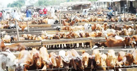  ?? Photo: Vincent A. Yusuf ?? goats at the okoh market, Asaba, Delta State