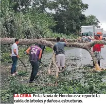  ??  ?? LA CEIBA. En la Novia de Honduras se reportó la caída de árboles y daños a estructura­s.