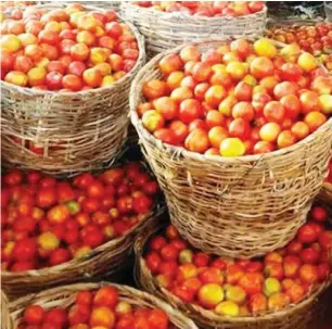  ??  ?? Price of tomatoes per basket has gone up