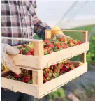  ?? ?? Strawberri­es, blueberrie­s, raspberrie­s and blackberri­es have gained wide appeal after new varieties and developmen­ts placed them in the “superfood” category.