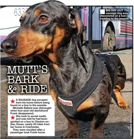  ??  ?? ■
BIG DAY OUT: The sausage dog was discovered on a bus heading to the seaside