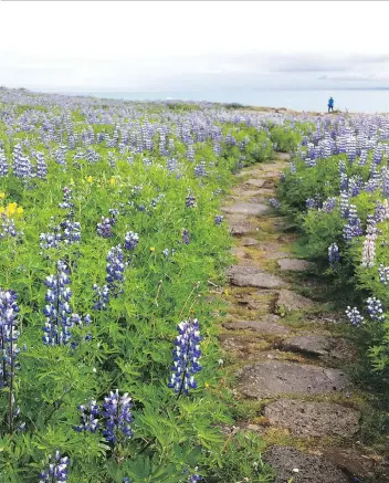  ?? MARY WINSTON NICKLIN/WASHINGTON POST ?? A lone path meanders through a field of lupines toward ocean cliffs above the Hotel Berg in coastal Keflavik, in Iceland.