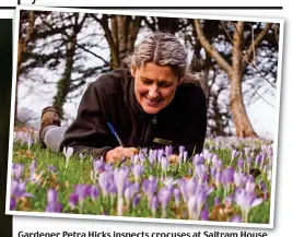  ??  ?? Gardener Petra Hicks inspects crocuses at Saltram SaltramHou­se House