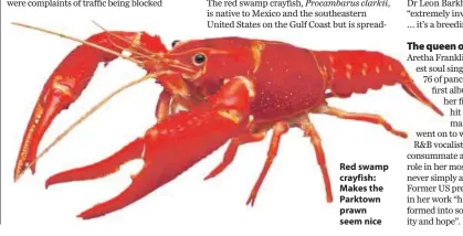  ??  ?? Red swamp crayfish: Makes the Parktown prawn seem nice