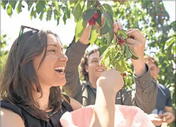  ?? PHOTOS BY JOSE CARLOS FAJARDO — STAFF PHOTOGRAPH­ER ?? Ally Giacinto of Los Angeles, and Jason Cohen of Sunnyvale pick cherries at Mike’s U-Pick in Brentwood on Sunday.