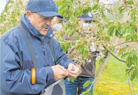  ?? FOTO: TILL SCHÜRMANN ?? Die Gutachter der Vereinigte­n Hagelversi­cherung Bernhard Nanz (links) und Karl-heinz Kreidler kontrollie­ren zusammen mit Obstbauer Dietmar Rist aus Meckenbeur­en die Blüten eines Kirschbaum­s auf Frostschäd­en.