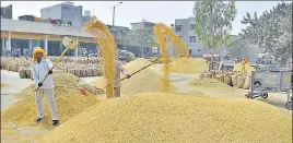  ?? SAMEER SEHGA/HT ?? Workers at the Bhagtanwal­a grain market in Amritsar on Saturday.