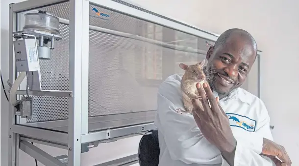  ??  ?? TRAINING: Nine rats are being trained to sniff out brucella at the lab in Tanzania that developed landmine and tuberculos­is-seeking rodents.