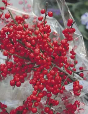  ??  ?? Add an intense blast of colour to your winter container with winterberr­y, which features vivid red berries. They can be found at your local florist.