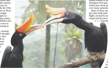  ?? — Photo by Fabio Pistillo ?? Rhinoceros hornbills on a branch interact.