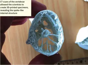  ??  ?? CT scans of the vertebrae allowed the scientists to create 3D-printed specimens, revealing the spoke-like internal structure