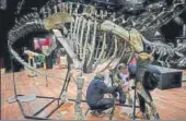  ?? AFP ?? Scientific consultant­s assemble the bones of a Diplodocus before the auction at the Drouot auction house in Paris.