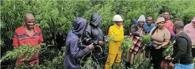  ?? Pictures: LULAMILE FENI ?? TOP QUALITY: Farmers discuss their crop at a marijuana plantation in Ntabankulu.