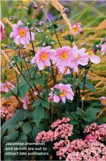  ??  ?? Japanese anemones and sedum are out to attract late pollinator­s