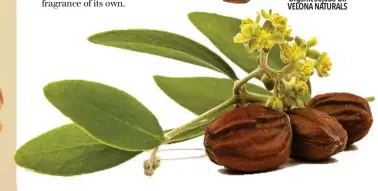  ?? ?? Jojoba Seed And Leaves