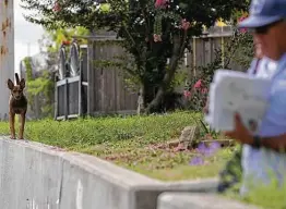  ?? Photos by Jerry Lara / Staff photograph­er ?? A loose dog watches mailman Joe Valadez on the East Side. The Postal Service ranked San Antonio No. 9 in the U.S. for number of reported dog attacks.