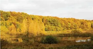 ??  ?? Farbenspie­l: Vor allem wenn sich das Laub im Herbst färbt, lohnt sich ein Besuch im Buchenwald Grumsin.