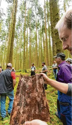  ?? Fotos: Marcus Merk/Hiekel, dpa ?? Waldbesitz­er schauten sich bei Zusmarshau­sen vom Borkenkäfe­r befallene Bäume an.