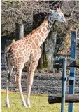  ?? Archivfoto: Sascha Geldermann ?? Demnächst soll es im Zoo wieder Giraf fen geben.