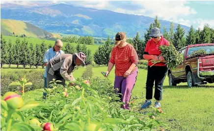  ??  ?? The peony harvest is about to begin in the South Island, leaving growers worried as the jet-fuel crisis continues.