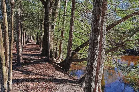  ?? Peter Marteka for Hearst Connecticu­t Media ?? Hemlocks stand — and hang, in some cases — along the Pomperaug River.