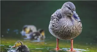  ??  ?? Kind weather, plenty of insect food and good habitat have helped the mallard breed well this year