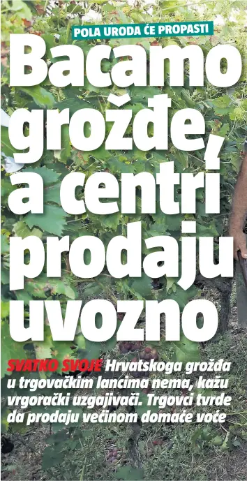  ??  ?? MASLINA JE POPUT MAJKE, UVIJEK ĆE TI DATI, KAŽU VRGORČANI. A LOZA JE POPUT SUPRUGE: KOLIKO SE OKO NJE BRINEŠ, TOLIKO ĆE TI UZVRATITI